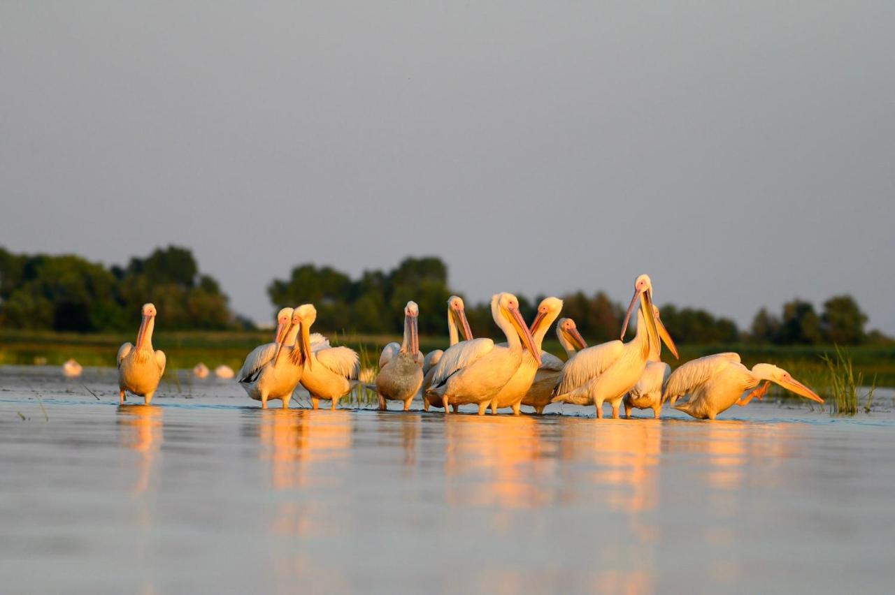 Danube Delta Hostel Homestay & Camping Sulina Dış mekan fotoğraf